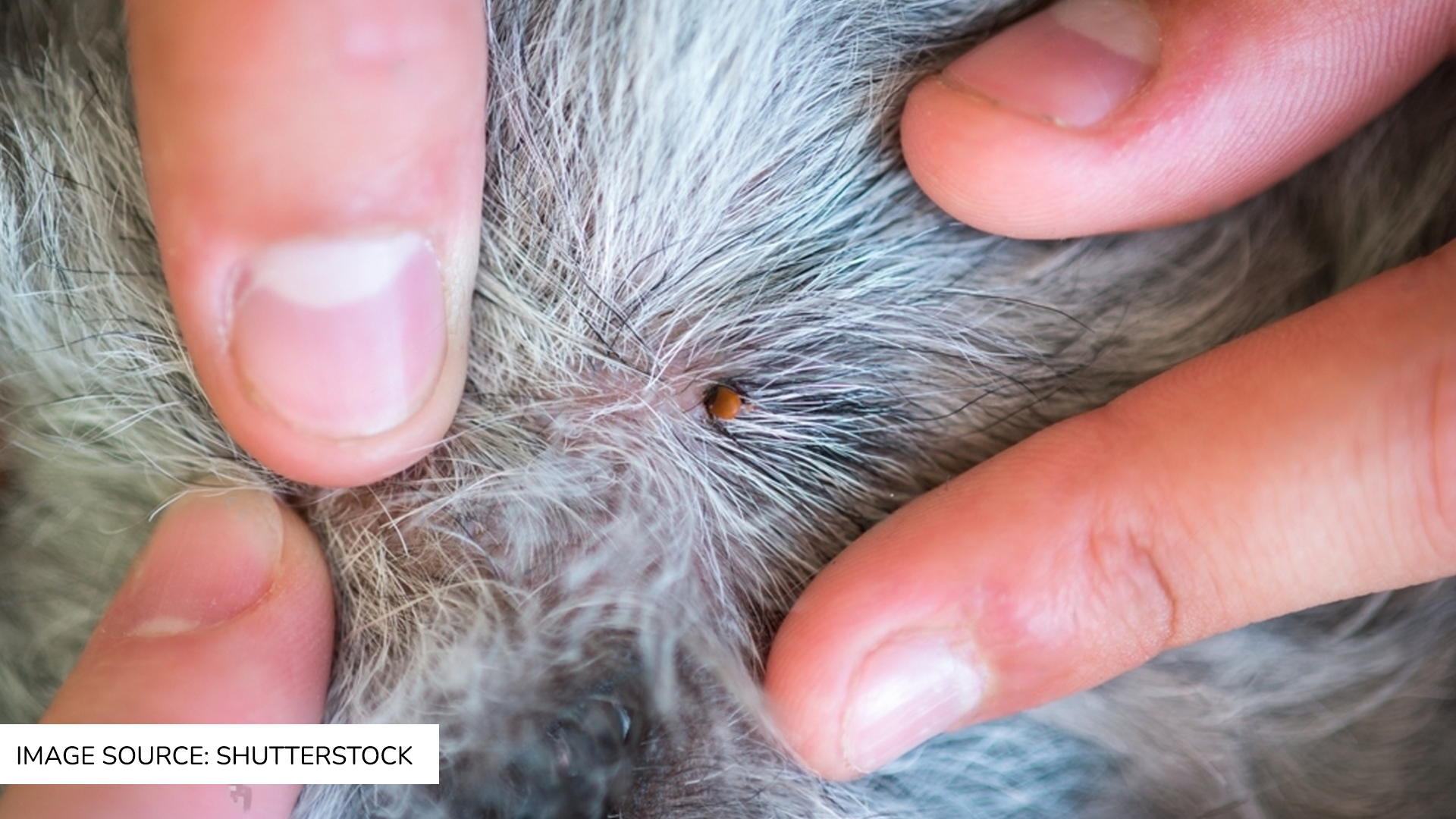 Flea and Tick Prevention for Dogs & Cats: What You Should Know