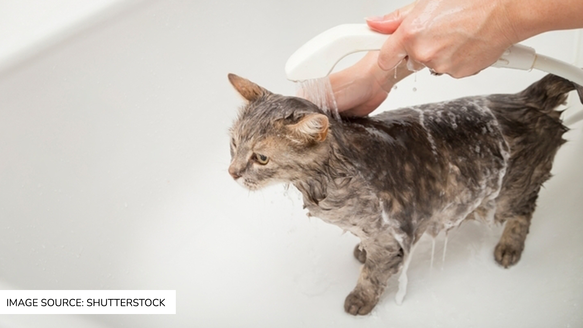 How to Take Care of Your Cat’s Hygiene?