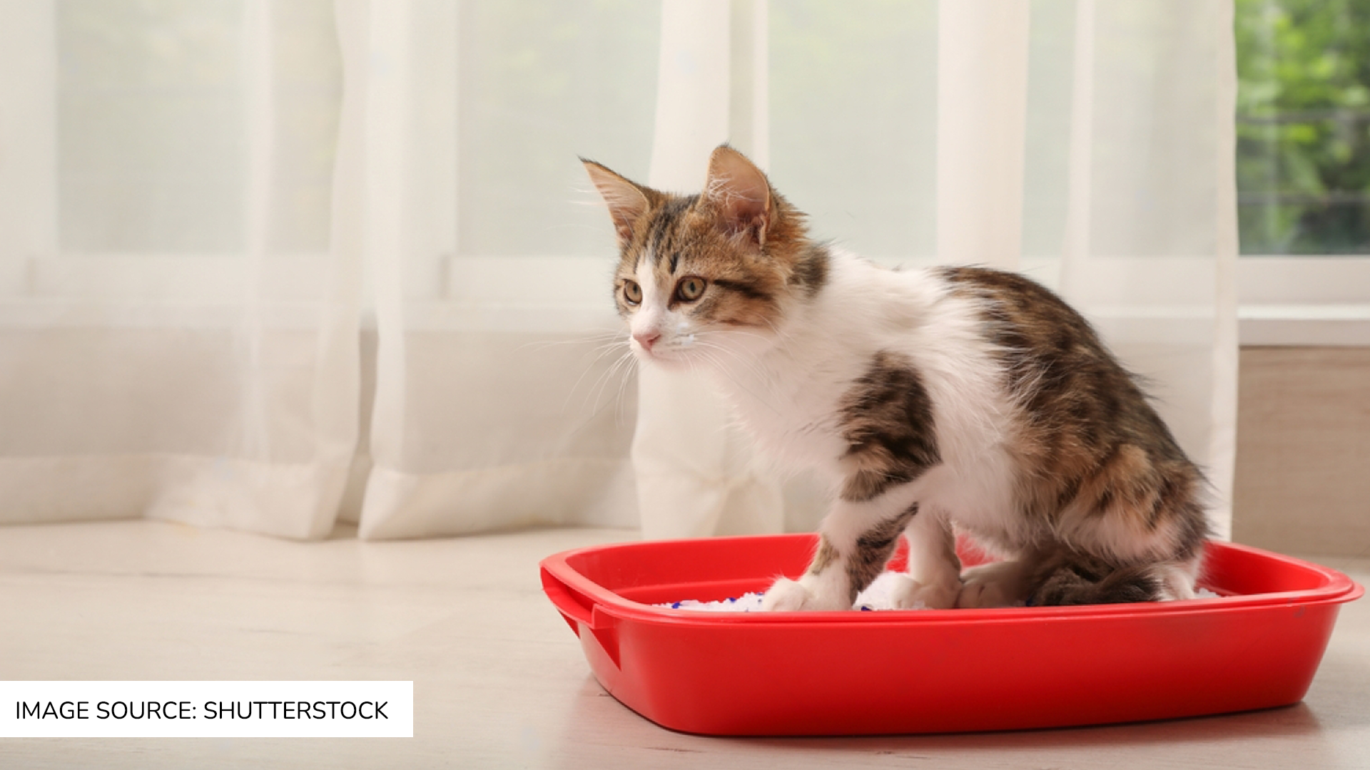 How to get your cat to use the Litterbox