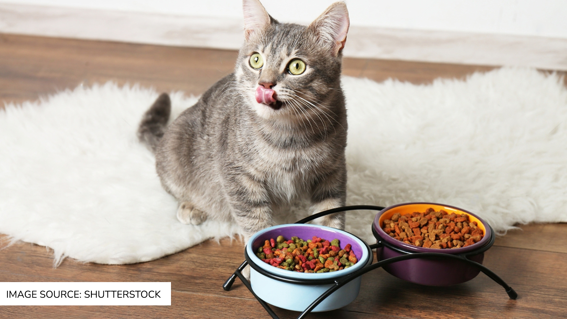 How to switch your cat's food from wet to dry