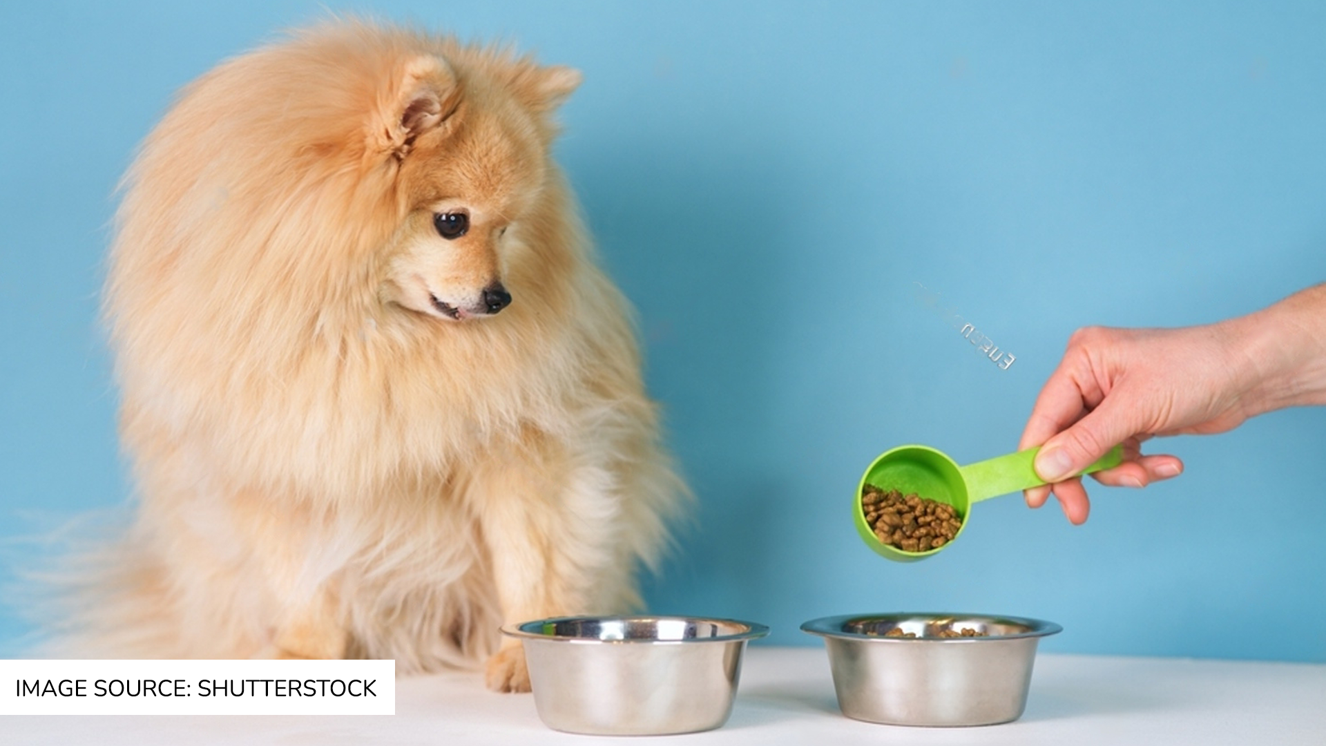 How to transition your pet to new food