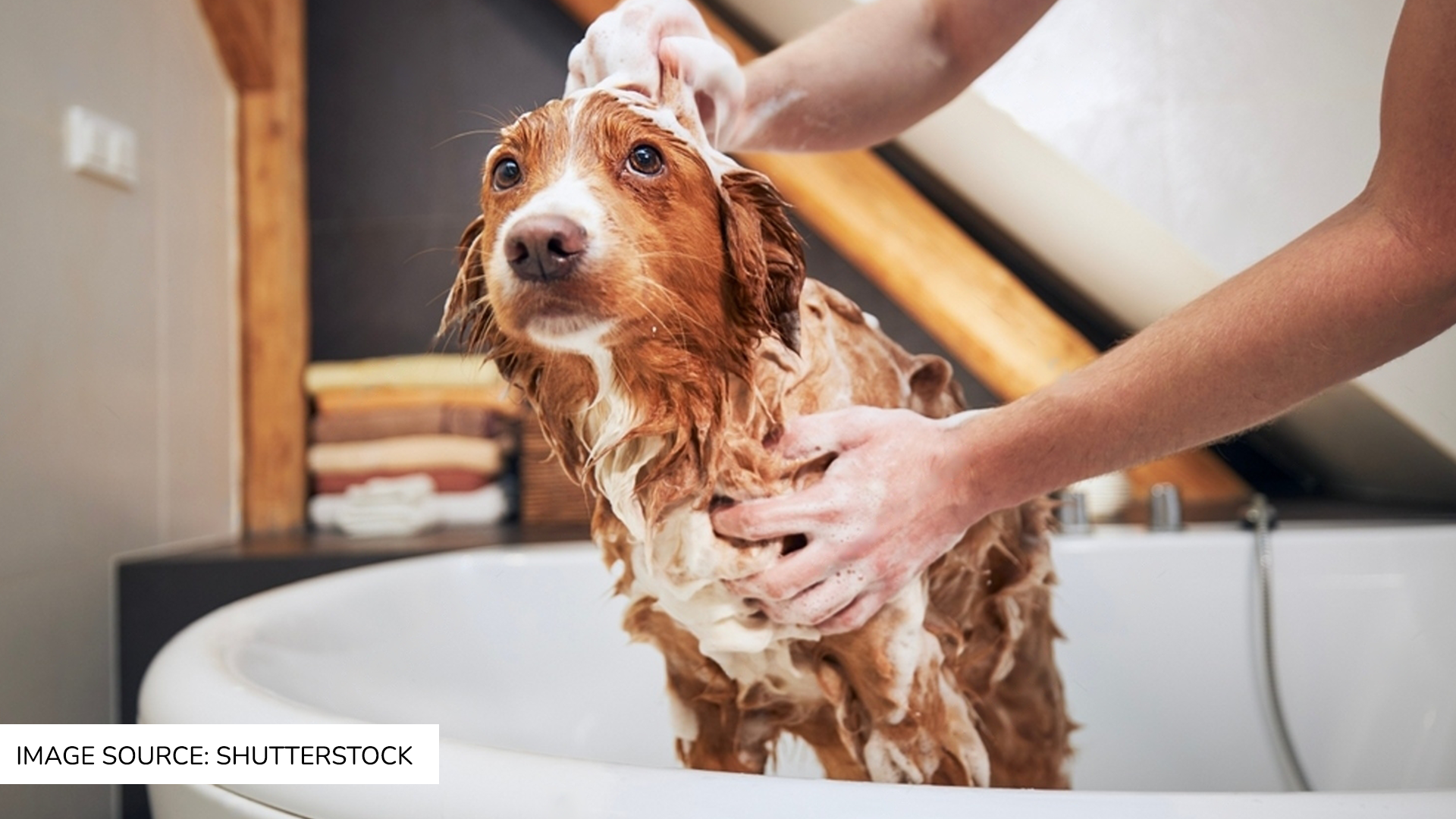 Monthly Dog Hygiene to-do checklist