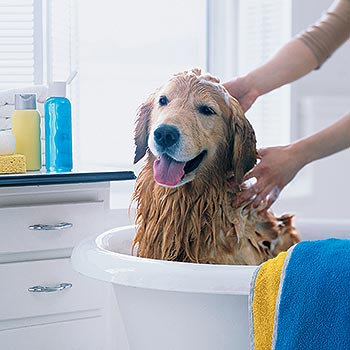 Guide to Bathing your pet