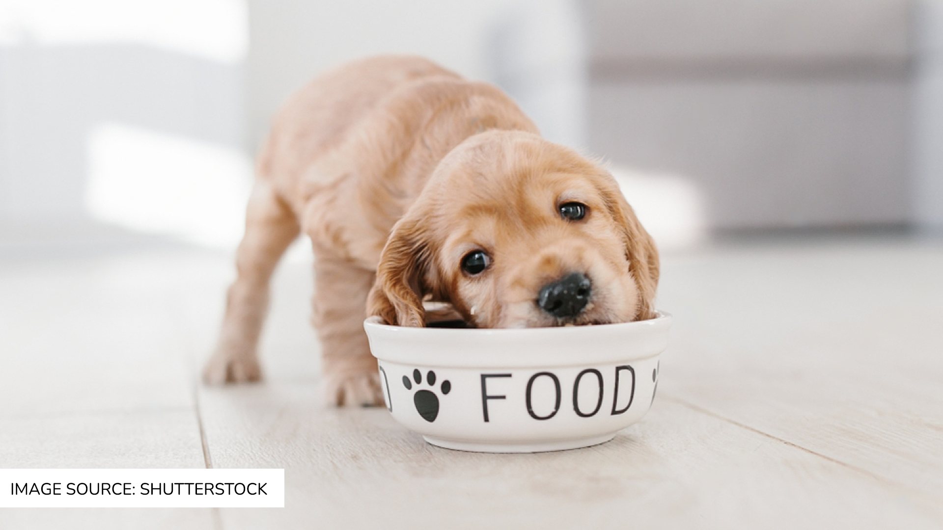 Puppy food, Adult dog food and more