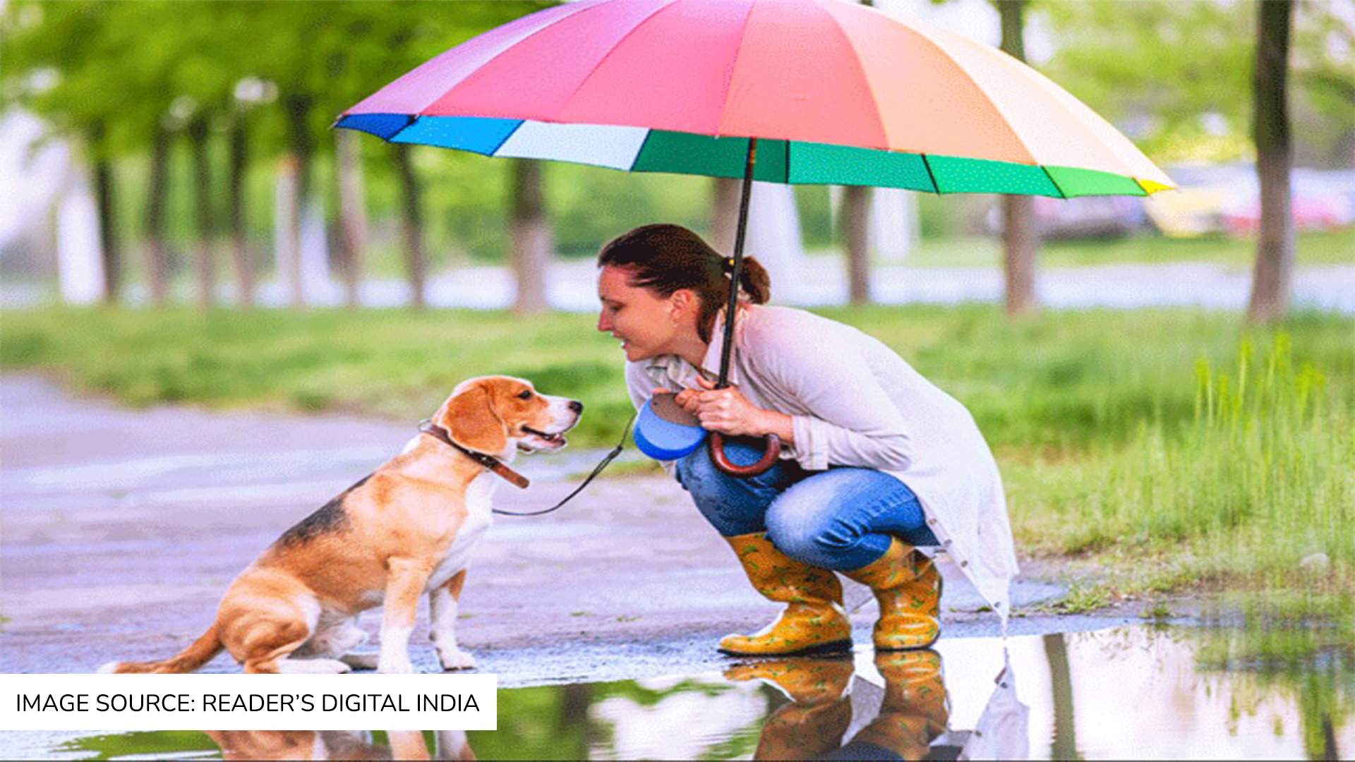 Monsoon Tips for your pet