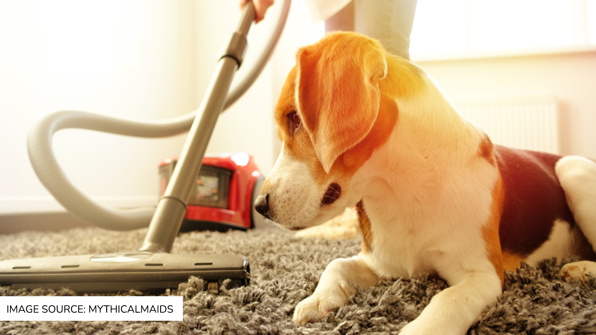 Ultimate Cleaning Tips for Every Dog and Cat Owner