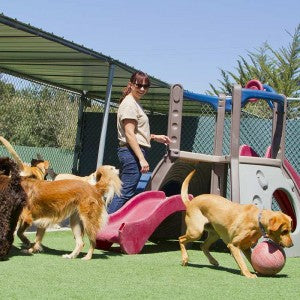 How to Choose the Right Pet Boarding Facility?