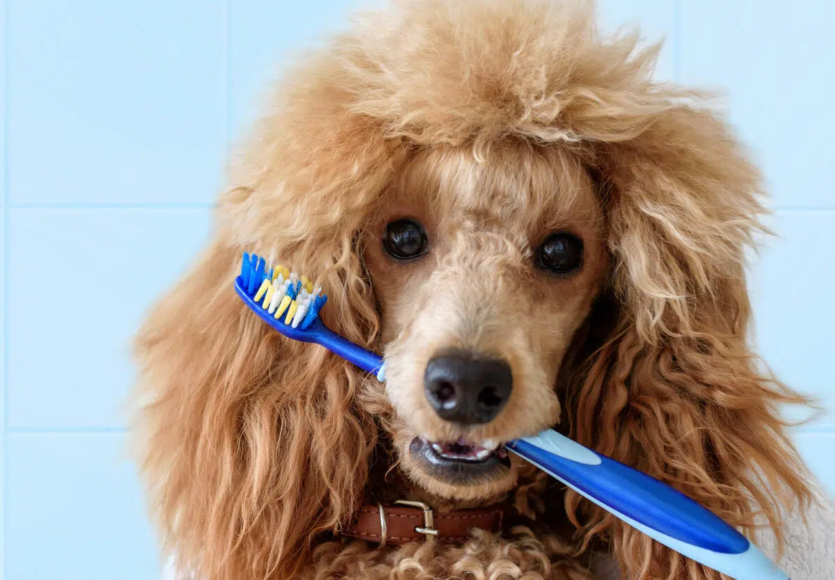 How can I take care of my pet's dental health?