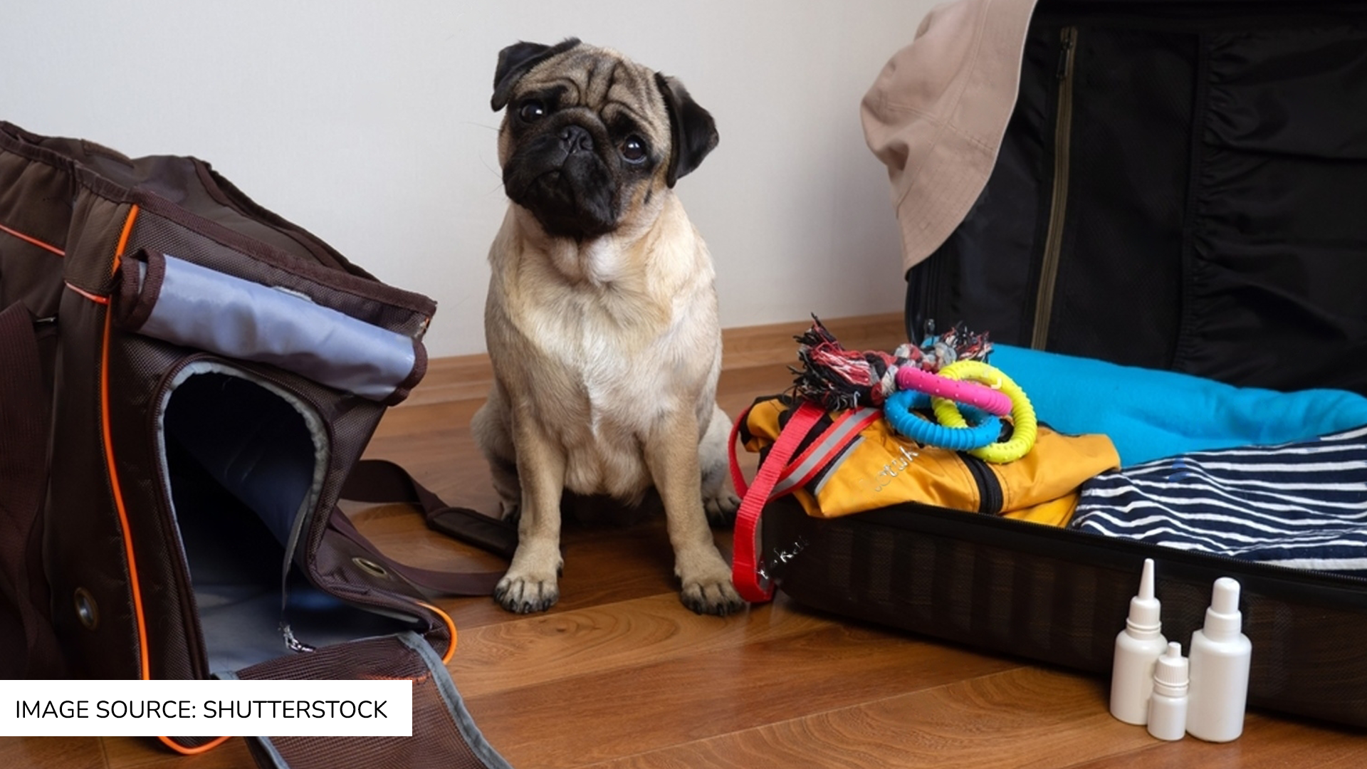 What to Pack for Your Pet Boarder