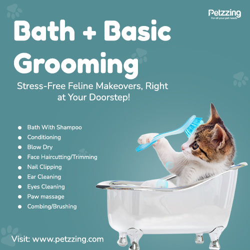 Bath + Basic Grooming