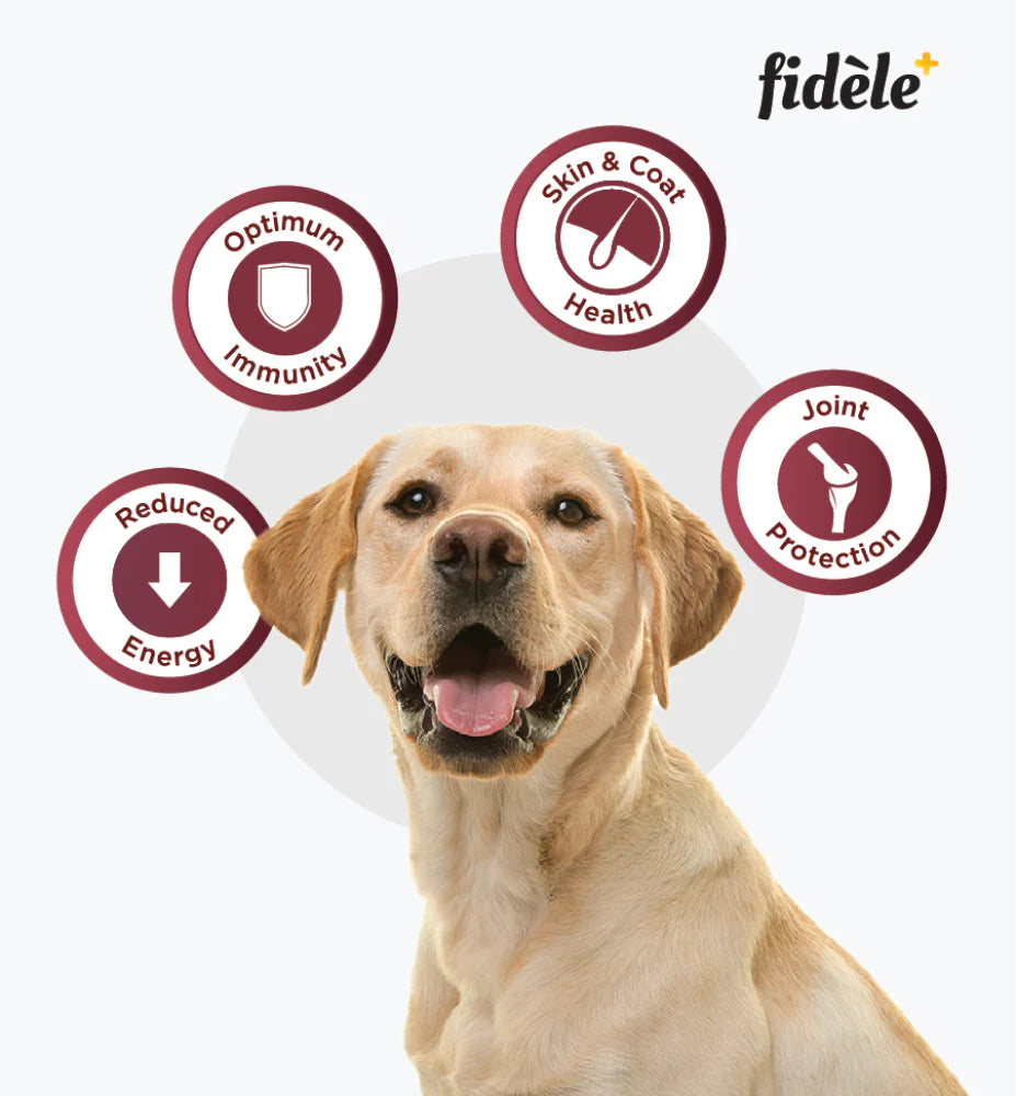 Fidele Plus Adult Light & Senior Dog Dry Food
