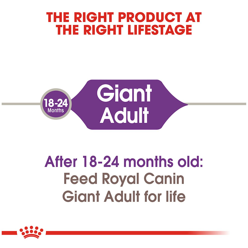 RC Giant Adult
